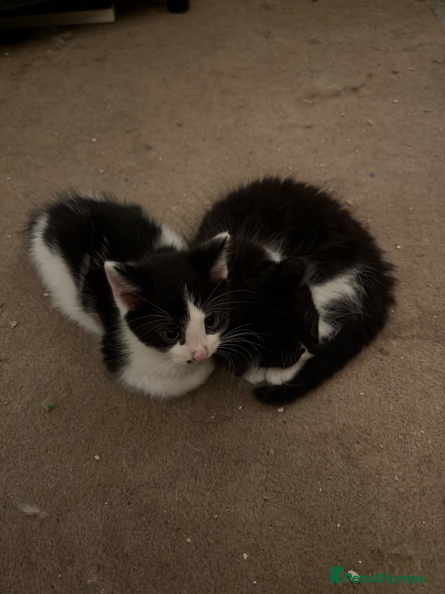 Mixed Breed cats for sale: 2 male kittens - Advert 1