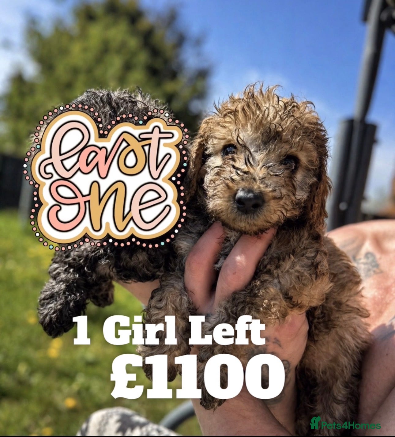 Miniature Poodle dogs 🐾 LAST ONE AVAILABLE 🐩 Beautiful Poodle Girl - Advert 3
