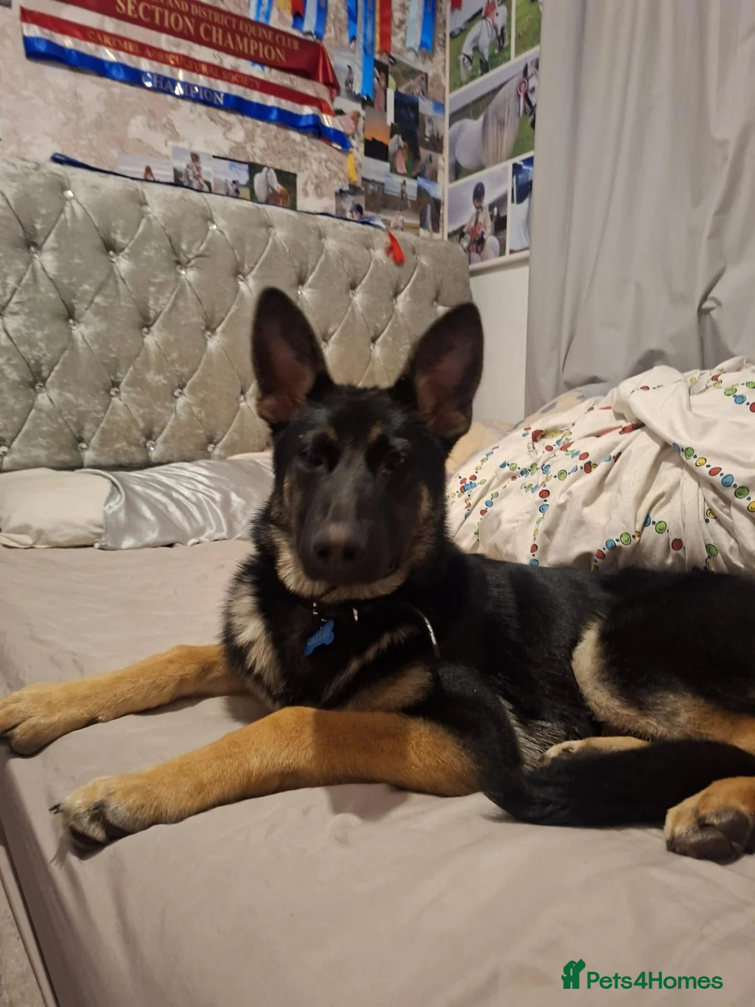German Shepherd dogs for sale: Oakley 10 month old - Advert 2