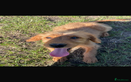 Mini Goldendoodle dogs for sale: F1 Goldendoodle puppies  - Image 13
