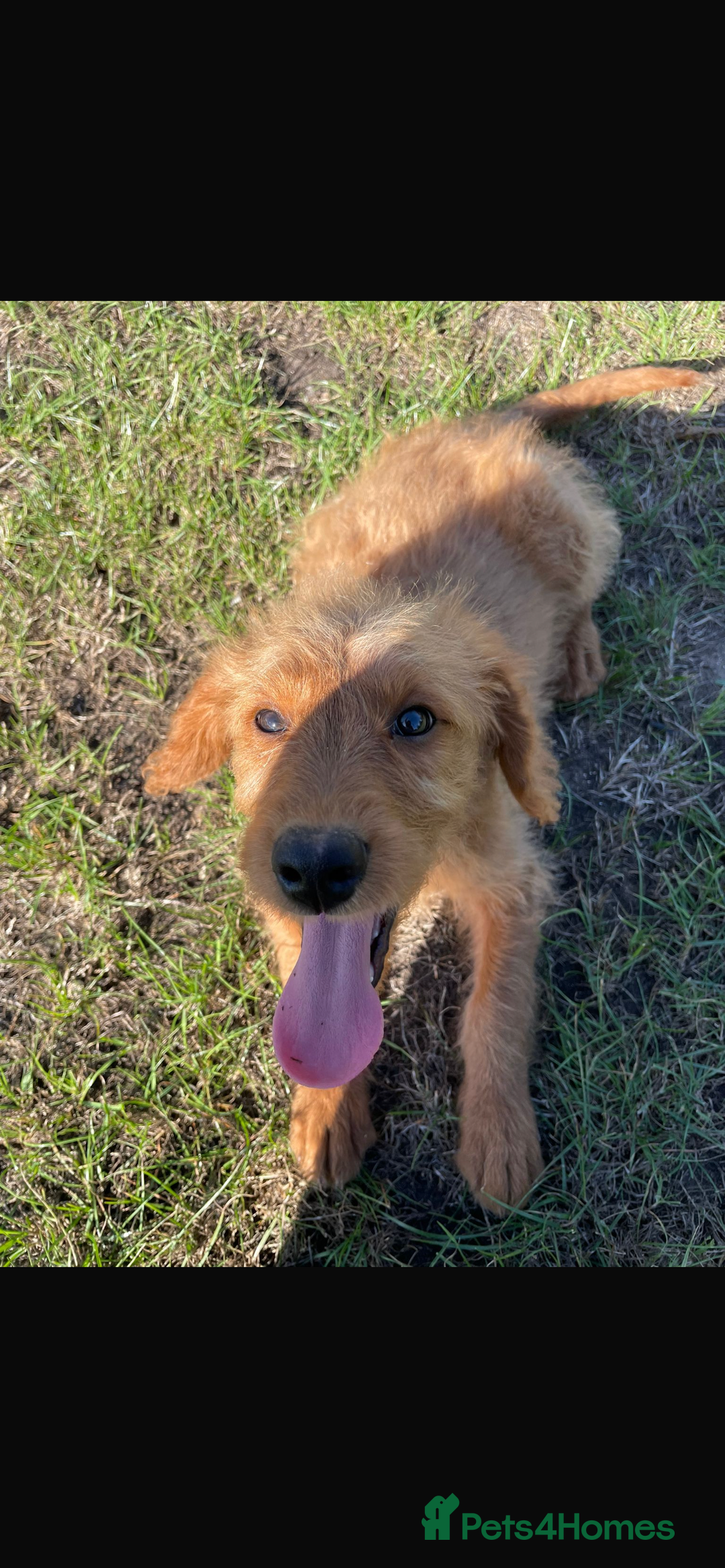 Mini Goldendoodle dogs for sale: F1 Goldendoodle puppies  - Image 13
