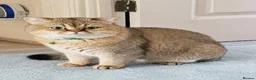 British Shorthair cats for stud: NY12⚜️GOLDEN BSH 🏆 TICA and GCCF reg 🩸 blood B - Advert 4