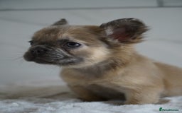 French Bulldog dogs for sale: Exceptional Fluffy French Bulldog Puppies - Image 25