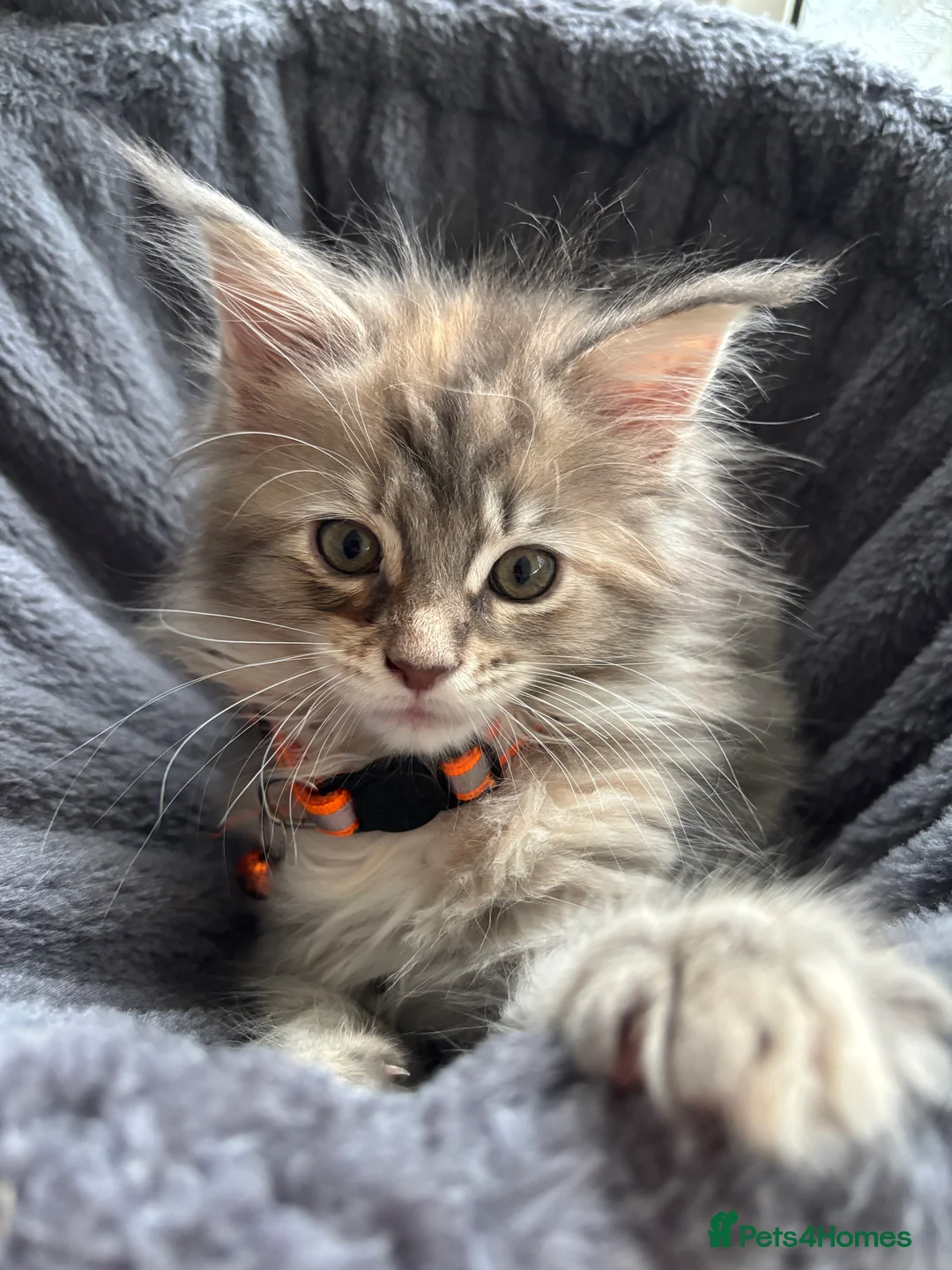 Maine Coon cats for sale: Maine coon kittens  - Advert 1