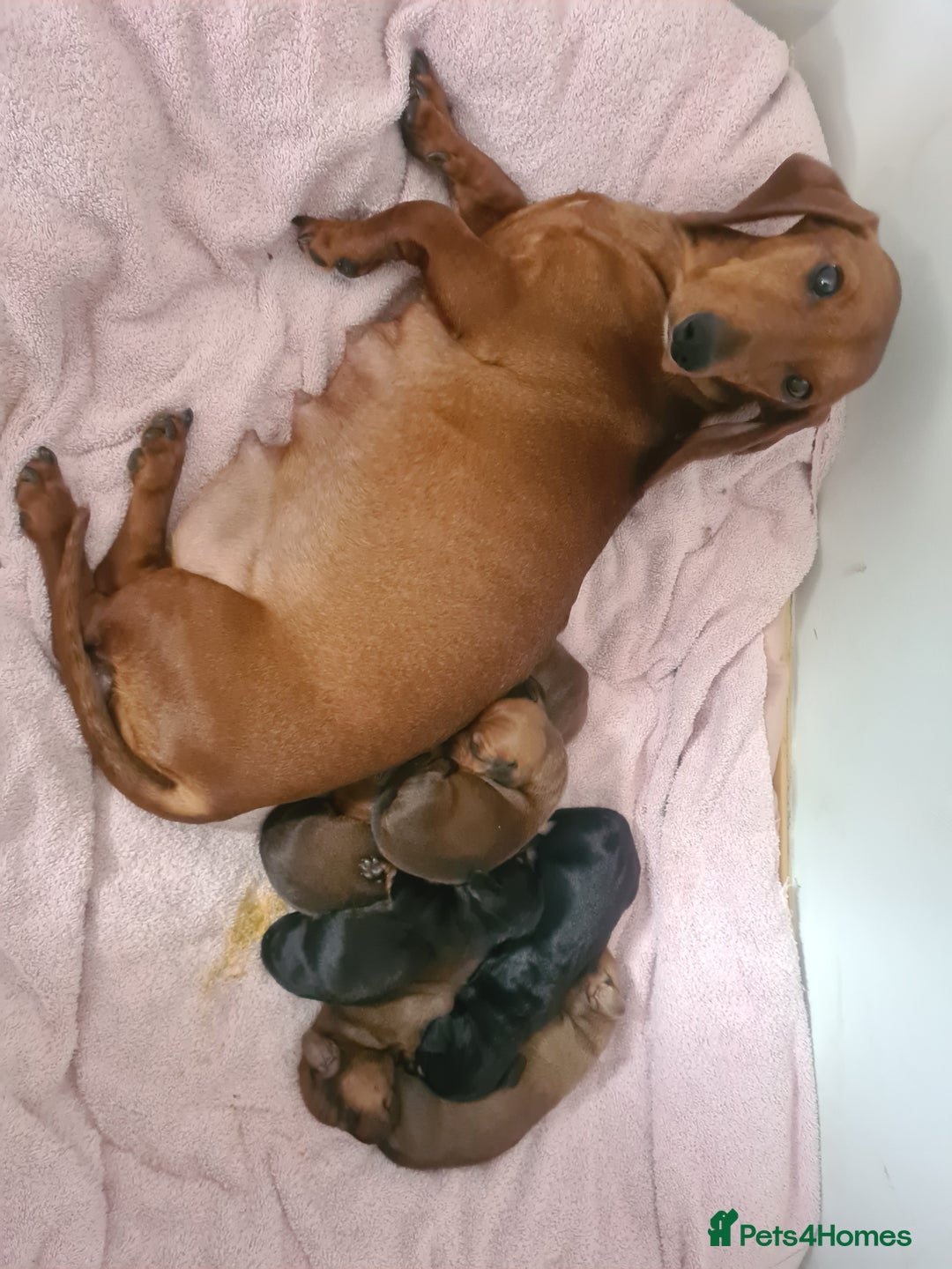 Dachshund dogs for sale: Dachshund puppies - Advert 1
