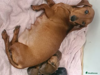 Dachshund dogs for sale: Dachshund puppies - Advert 1