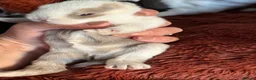 Mini Lop rabbits for sale: Please meet our gorgeous mini lops - Advert 29