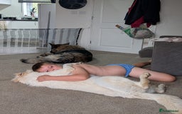 German Shepherd dogs for sale: ACE AND LUNA - Image 5