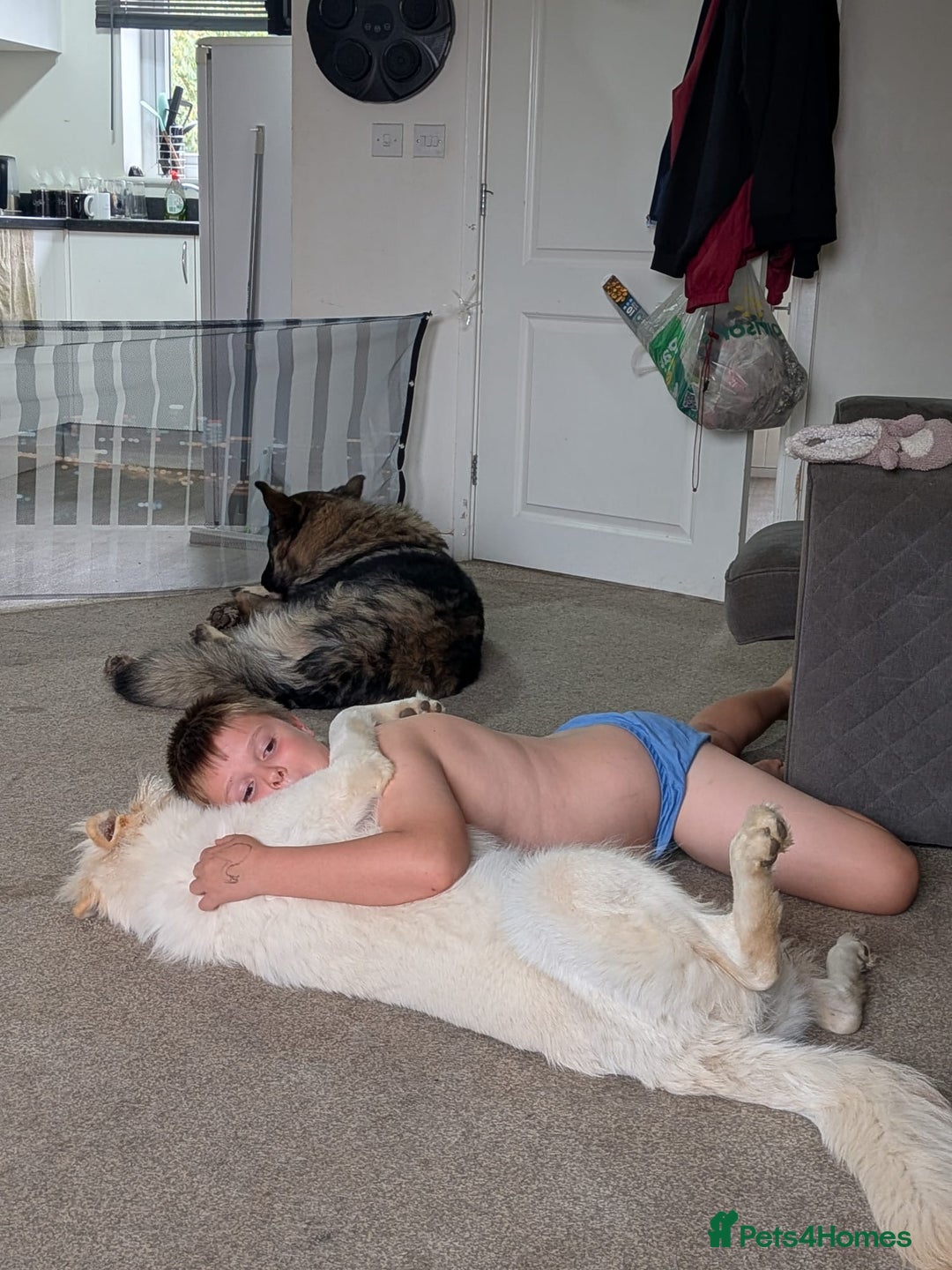 German Shepherd dogs for sale: ACE AND LUNA - Image 5