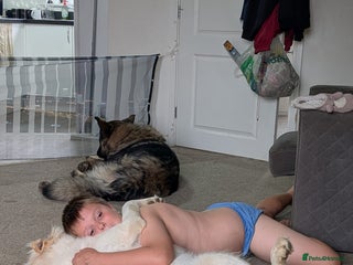 German Shepherd dogs LUNA, - Advert 7