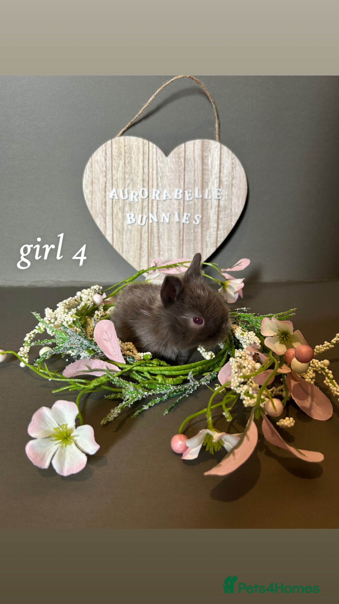 Mini Lion Lop rabbits Lion lops looking for good homes! - Advert 3