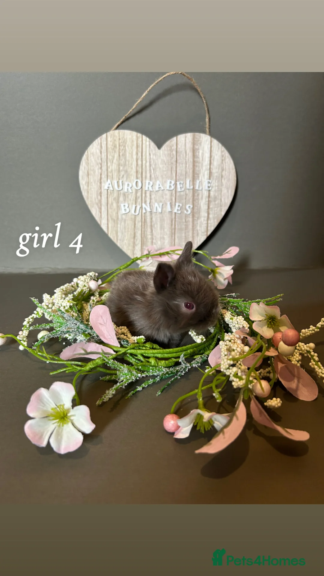 Mini Lion Lop rabbits for sale: Lion lops looking for good homes! - Advert 1