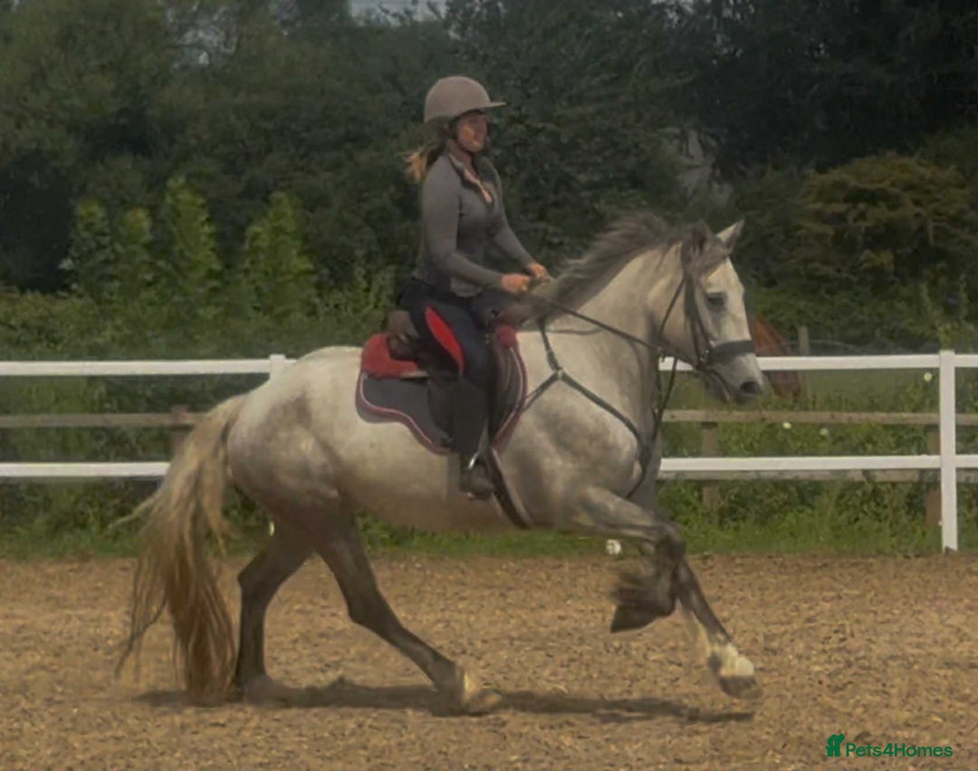 Connemara horses for sale: Hallie the Connie cross  - Image 3
