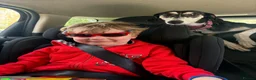 Mixed Breed dogs for sale: 2 year old saluki (Narla)  in Cambridge - Advert 5