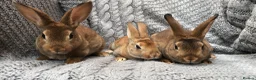 Rex rabbits for sale: Beautiful velvet mini Rex & Rex rabbits - Advert 20