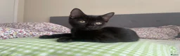 Mixed Breed cats for sale: Kittens for sale in Feltham - Advert 7