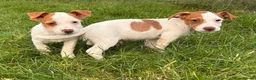 Jack Russell dogs for sale: Beautiful Jack Russel pups in Stourbridge - Advert 6