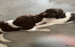 English Springer Spaniel dogs for sale: KC English springer spaniel puppies  - Image 12