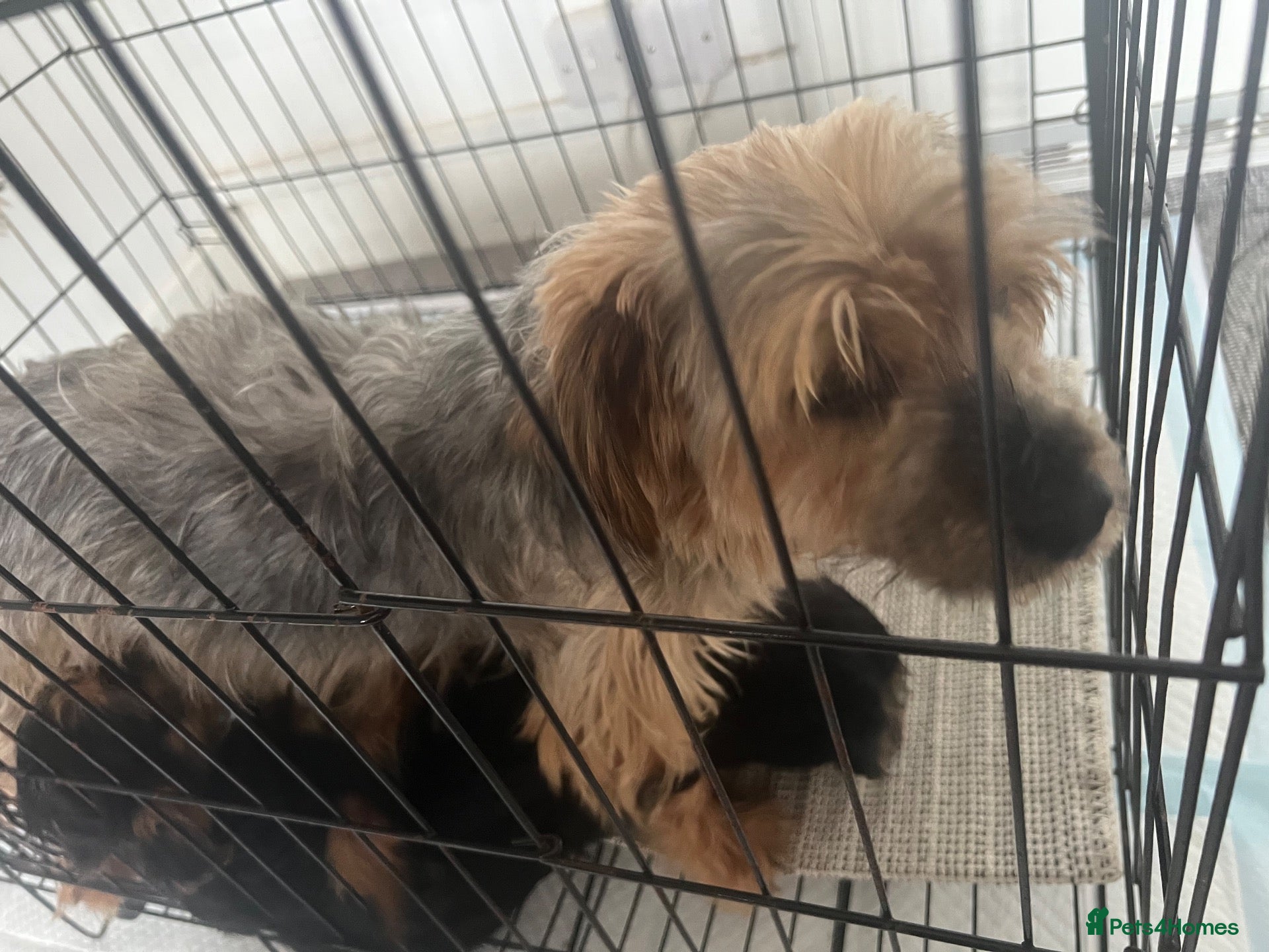 Yorkshire Terrier dogs Lovely yorkie pups! - Advert 2