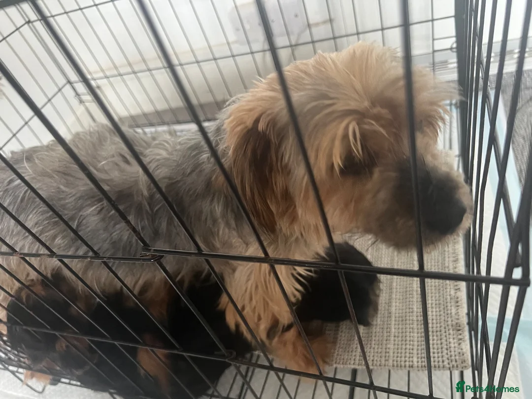 Yorkshire Terrier dogs for sale: Lovely yorkie pups! in Southampton - Advert 2