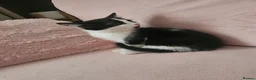 Mixed Breed cats for sale: Kittens - Advert 9