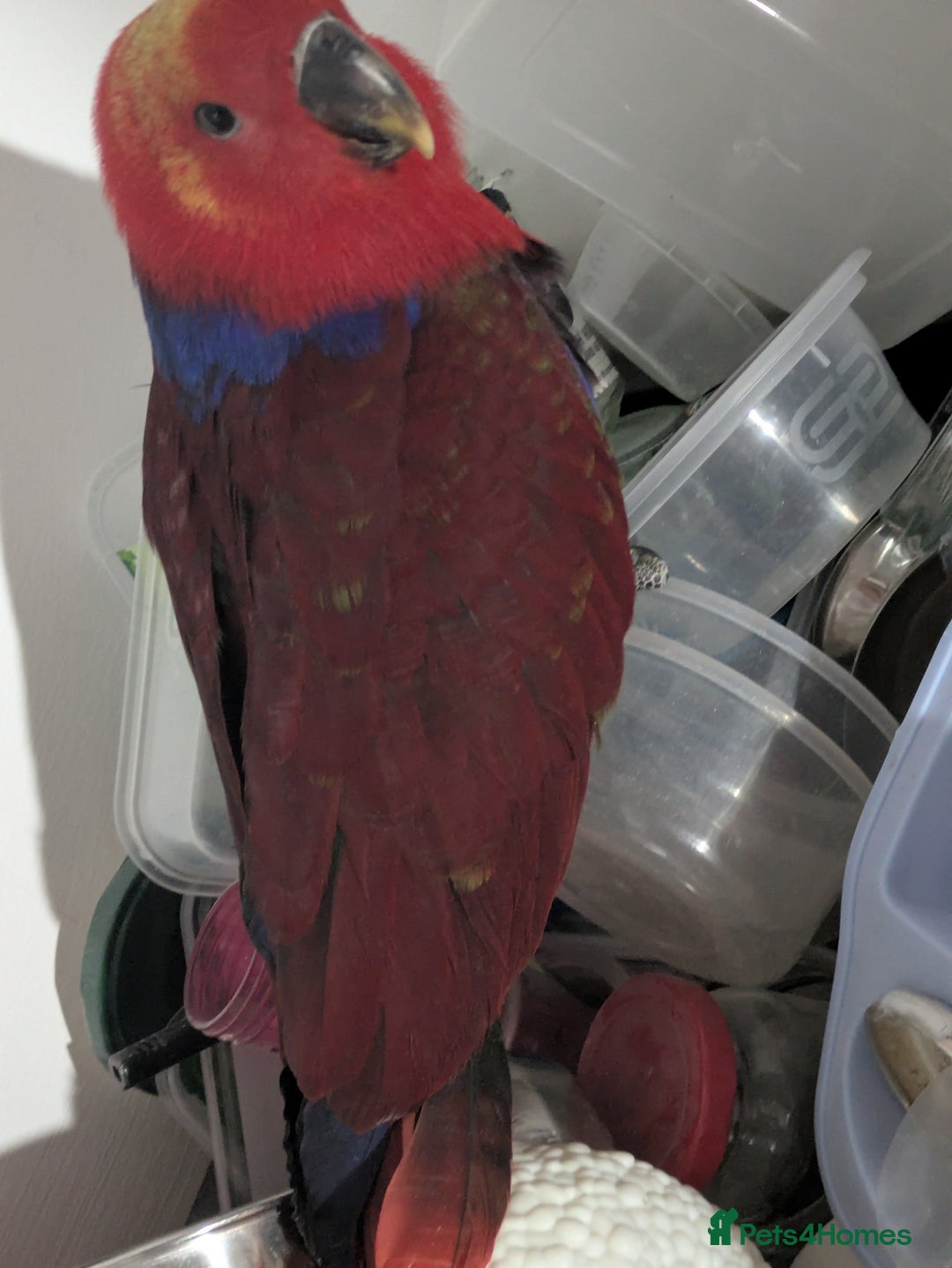 Lories birds for sale: Female eclectus 4 months old - Advert 7