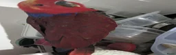 Lories birds for sale: Female and male eclectus 4 months old super tamed - Advert 8