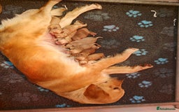 Mini Goldendoodle dogs for sale: Adorable Red & Apricot Goldendoodle Puppys - Image 16