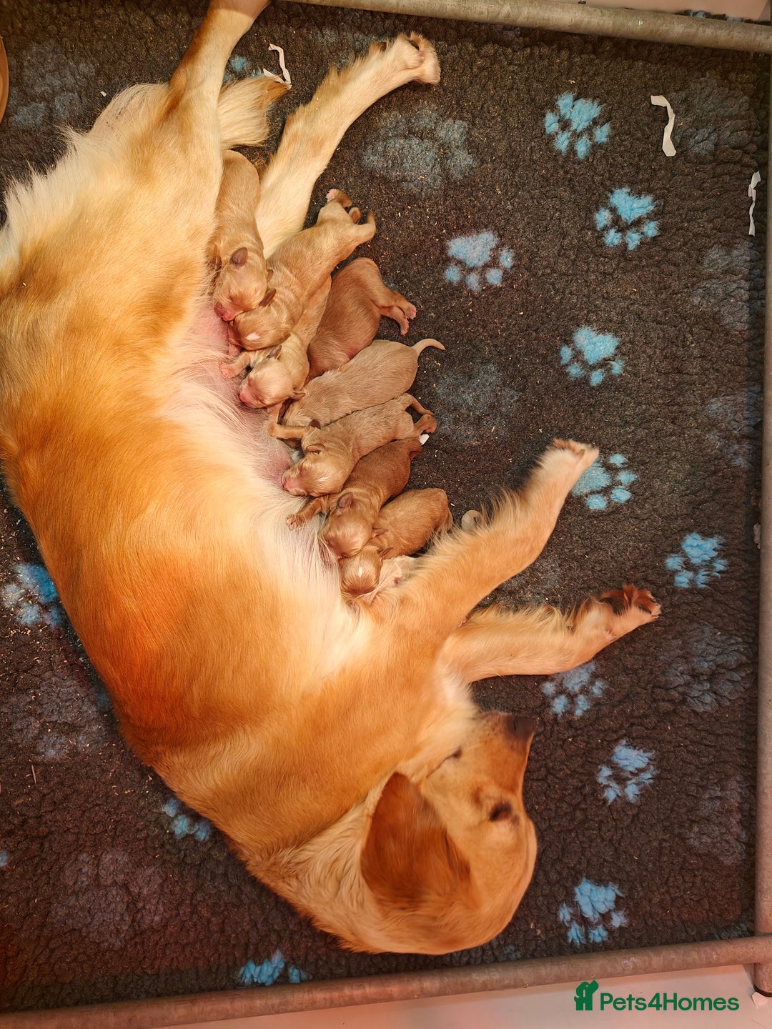 Mini Goldendoodle dogs for sale: Adorable Red & Apricot Goldendoodle Puppys - Image 16