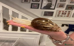Snails invertebrates for sale: 11 Giant African Land Snails (Achantina Fulica) - Image 4