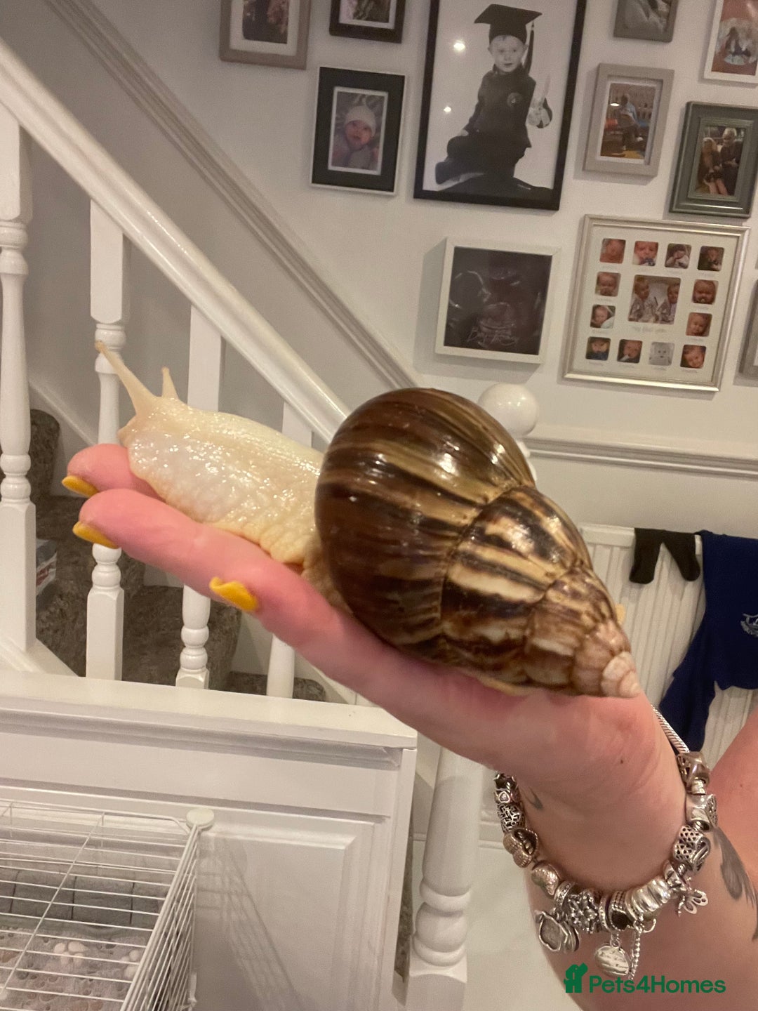 Snails invertebrates for sale: 11 Giant African Land Snails (Achantina Fulica) - Image 4