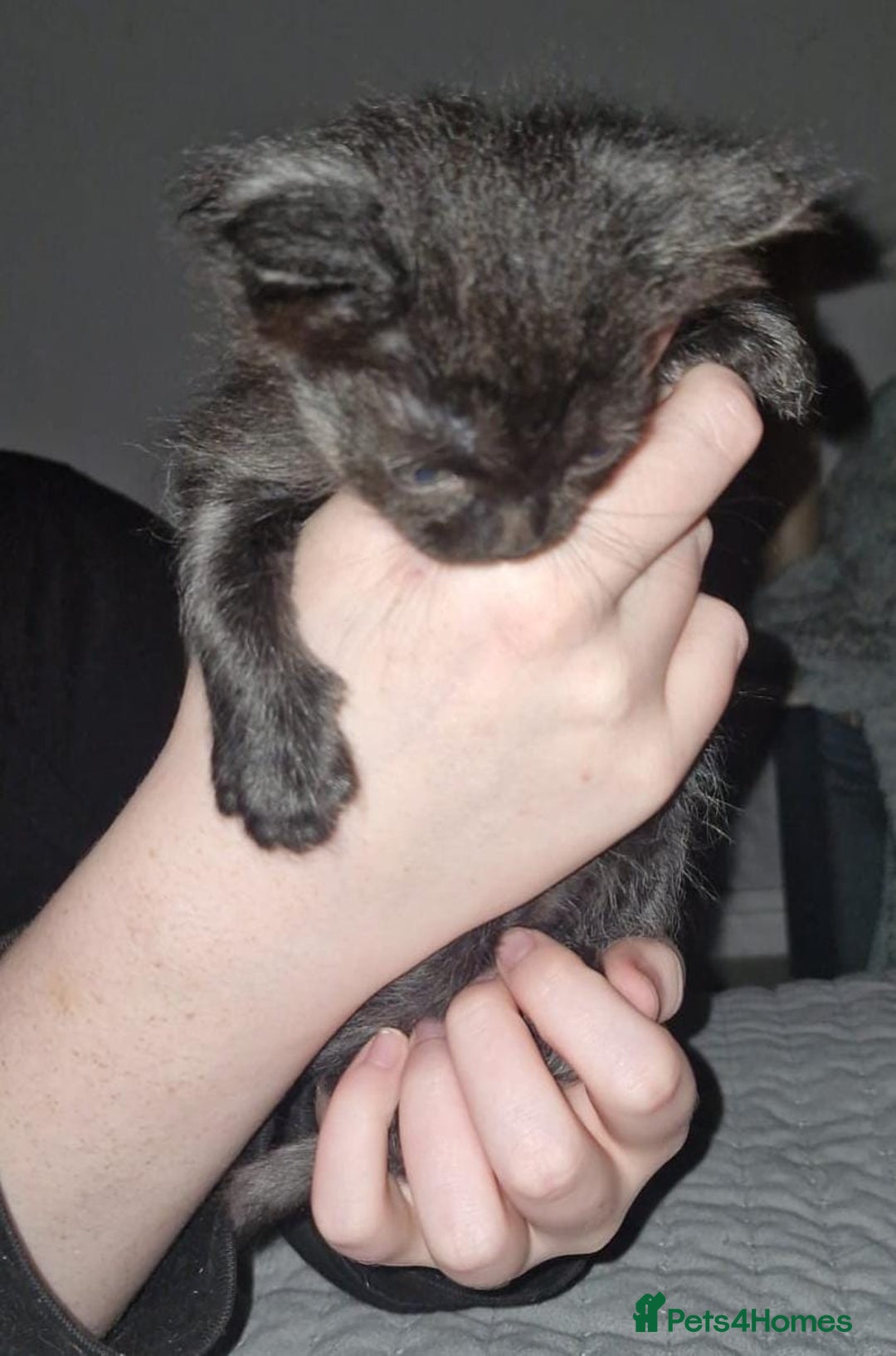 Mixed Breed cats for sale: Purrfect Rare Elf Eared Fur Babies Ready - Advert 5