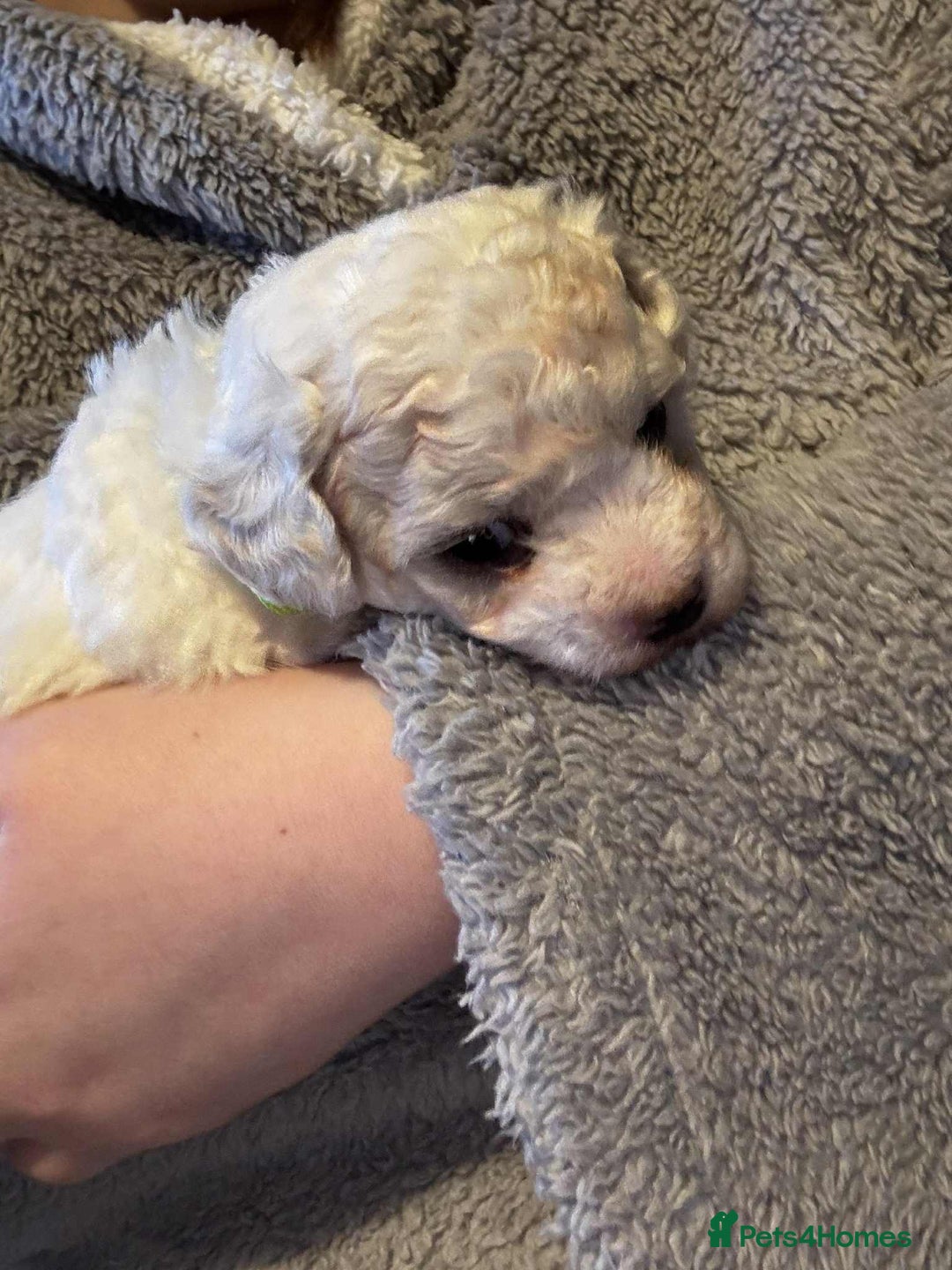 Bichon Frise dogs for sale: Beautiful bishon frise pups for sale - Advert 7