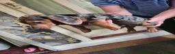 Dachshund dogs for sale: Dchshund miniature - Advert 26