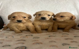 Golden Retriever dogs for sale: Beautiful golden retriever litter 🐶⭐️ - Image 15