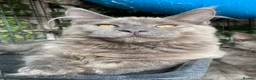 Maine Coon cats for sale: 💙*🦁*BLUE MAINE COON*💎*KITTENS*🦁*💙 - Advert 18