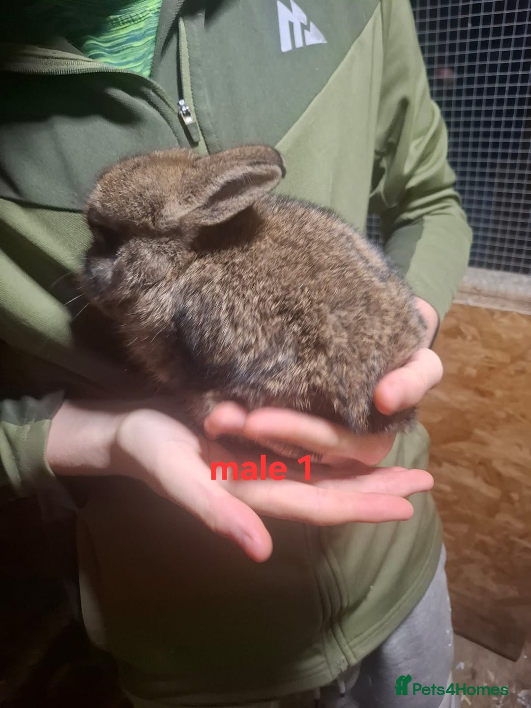 Mixed Breed rabbits for sale: 10 mixed breed rabbits  - Advert 19