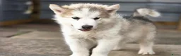 Canadian Eskimo Dog dogs for sale: 17 week old male & female Canadian Eskimo Puppies - Advert 6