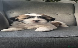 Lhasa Apso dogs for sale: Lhasa Apso  - Image 1