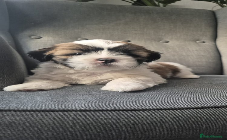 Lhasa Apso dogs - Advert 1