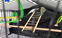 Budgerigars birds for sale: 2 budgies with cage  - Image 3