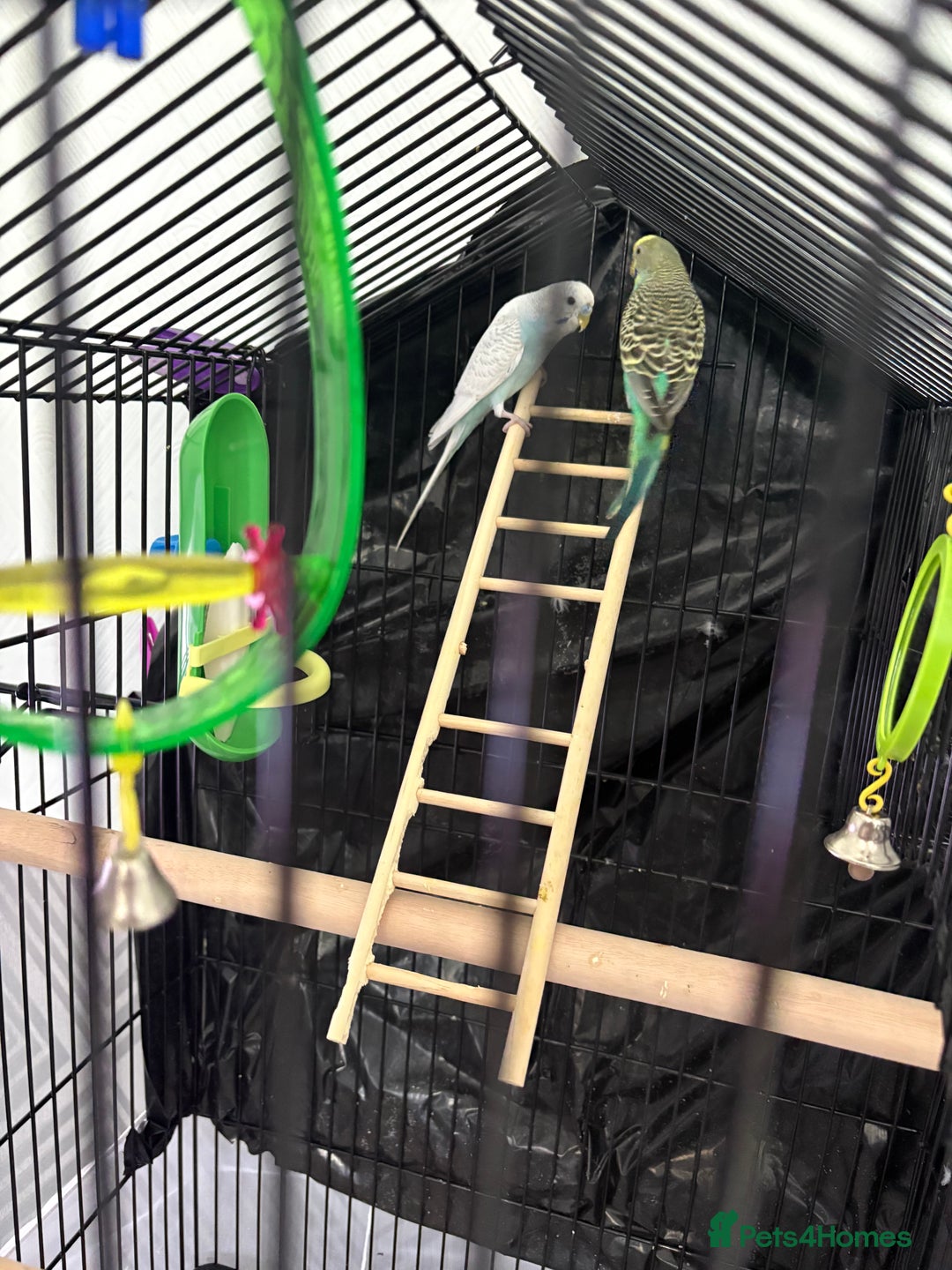 Budgerigars birds for sale: 2 budgies with cage  - Image 3