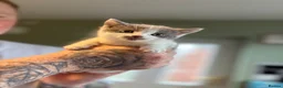 Domestic Shorthair cats for sale: Beautiful Kittens!  - Advert 6