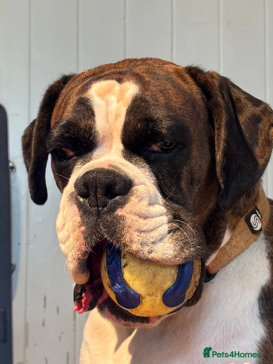 Boxer dogs for sale: Beautiful Female Boxer- Experienced Home Only  - Advert 5