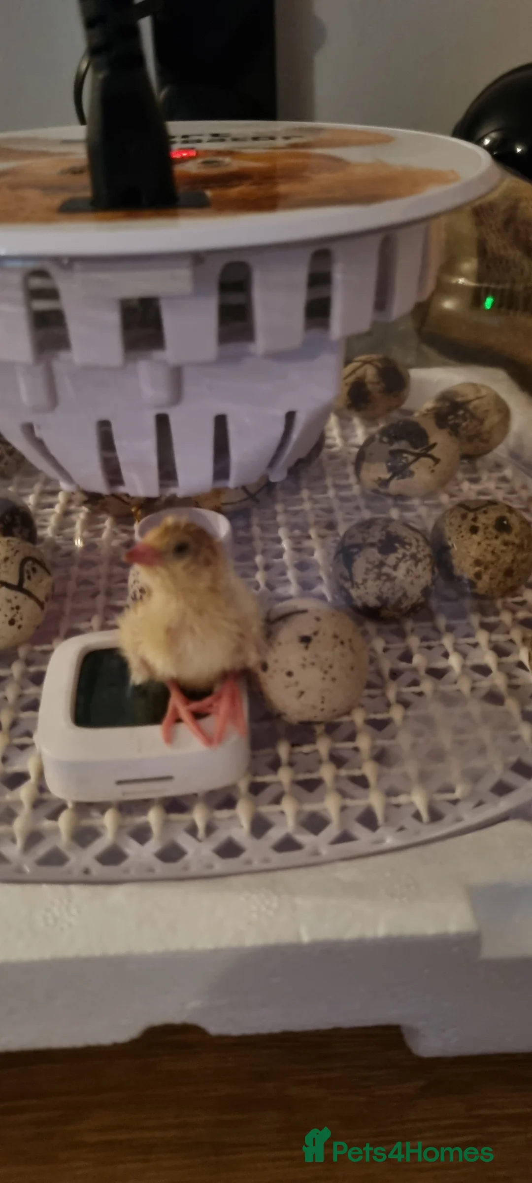 Quail poultry for sale: Coturnix quail chics and hatching eggs  - Advert 10
