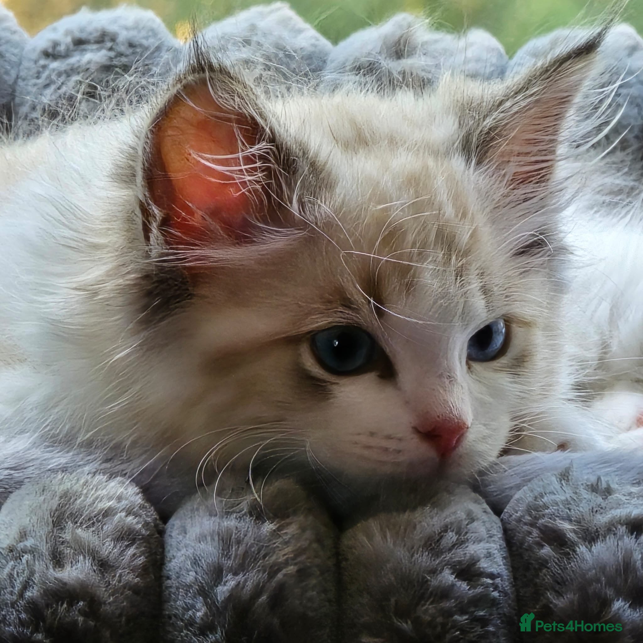 Ragdoll cats RARE Ragdoll Lynx Bicolor kitten  ✨🏆🦋 - Advert 21