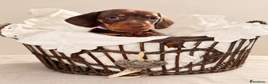 Miniature Dachshund 1