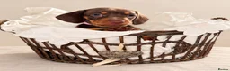 Miniature Dachshund dogs for sale: Chocolate & Tan Miniature Dachshund Puppies  - Advert 15