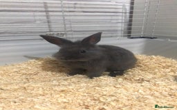 Lionhead rabbits for sale: Beautiful male lionhead  - Image 1