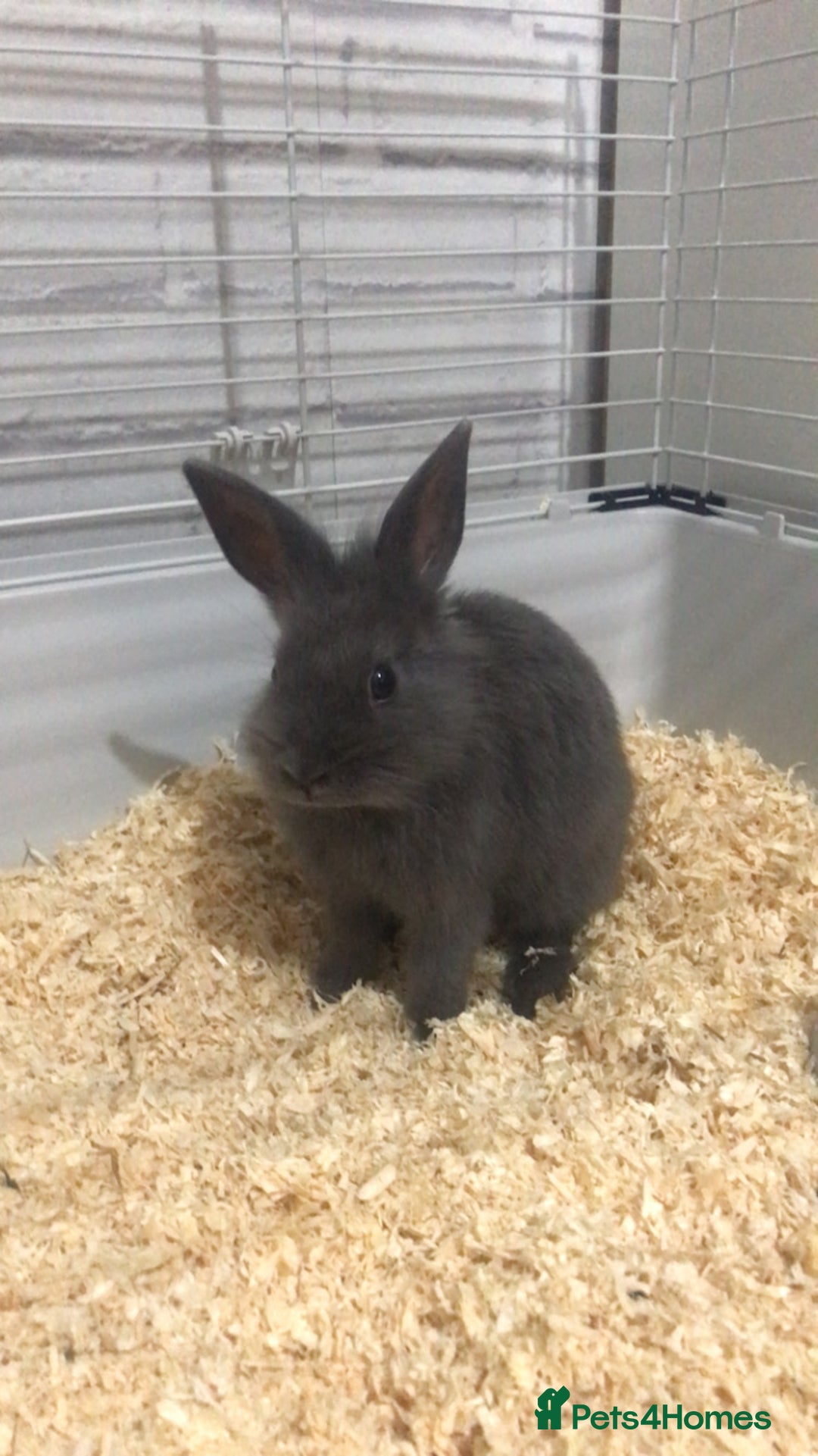 Lionhead rabbits for sale: Beautiful male lionhead  - Image 1